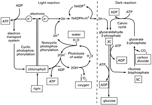 of photosynthesis.